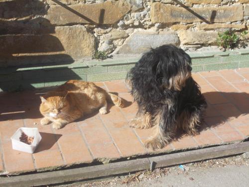 Mascotas con sus dueños en Bauernhof Moadl