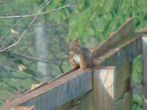 a squirrel sitting on top of a wooden post at B&B Haus Jola in Nidrum