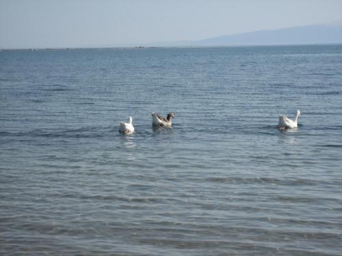 Φυσικό τοπίο κοντά σε αυτή η παραθεριστική κατοικία