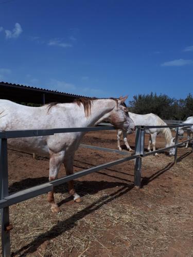 Altri animali domestici presso la casa vacanze o nei dintorni