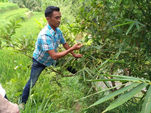 a man is standing next to a tree at Satu Lingkung in Tetebatu