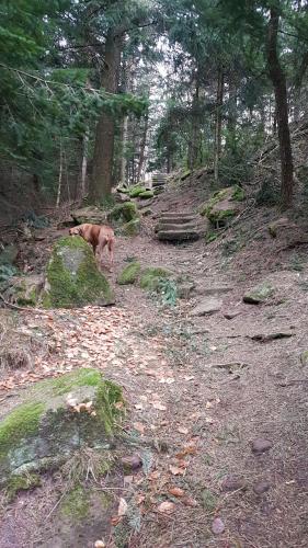 a dog standing on a path in the woods at Hotel Platzhirsch in Gaggenau