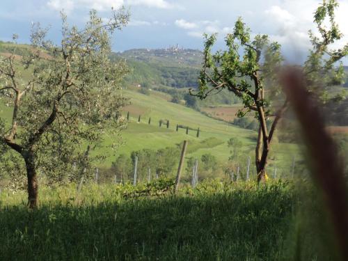 a view of a field with trees and a fence at Agriturismo Villino del Grillo in San Gimignano