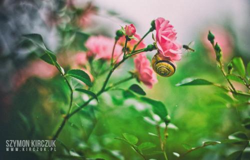 a bee is sitting on a pink flower at Agriturismo Villino del Grillo in San Gimignano