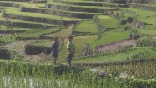 two boys standing on a hill looking at a field at BATAD CRISTINA'S Main Village INN & Restaurant in Banaue