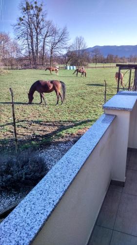 Apartment Tiara 2 في Rodine: رعي خيول في حقل مع خيول في الخلف