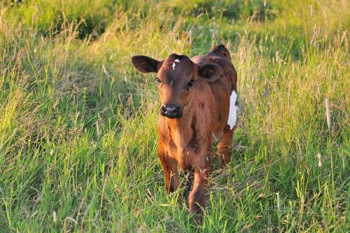 a brown and white calf standing in a field of grass at Farma Růžová in Růžová