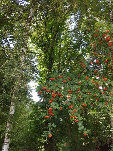 a group of trees with red flowers on them at Baltās anemones in Jumprava