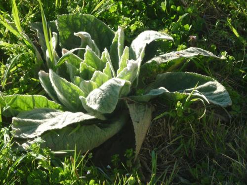 a plant with green leaves in the grass at Chante-Cristal in Target