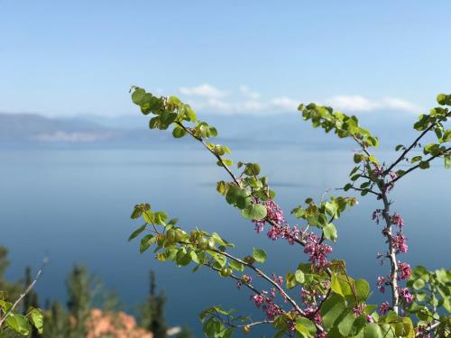 a branch of a tree with a view of the ocean at Platanos Villa in Plátanos