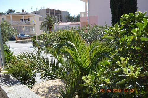 a group of palm trees and bushes in a street at Villa Bandic in Baška Voda