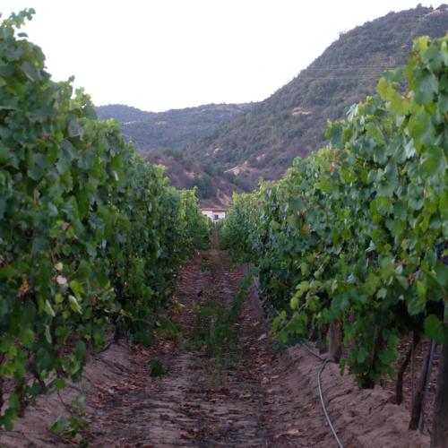 a row of grape vines in a vineyard at Callihue Lodge in Santa Cruz