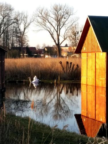 a swan swimming in a pond next to a building at Müritzblick am Wünnow in Röbel