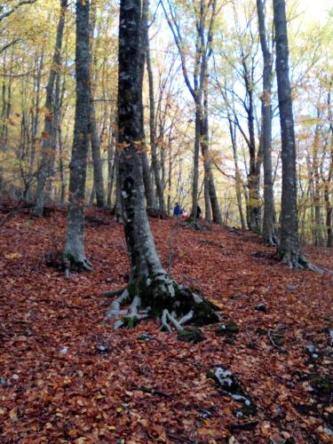 Al Castagno – Photos 2