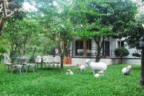 a group of sheep standing in the grass in front of a house at Baantantara in Suan Phung