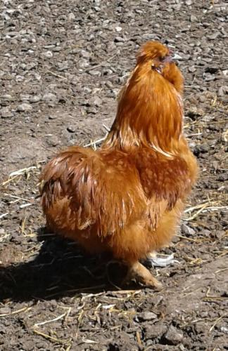 a brown chicken is standing on the ground at Ferienwohnung Dienerhof in Großkirchheim