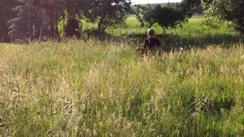 a person sitting in a field of tall grass at Altes Pfarrhaus in Neuenkirchen auf Rugen