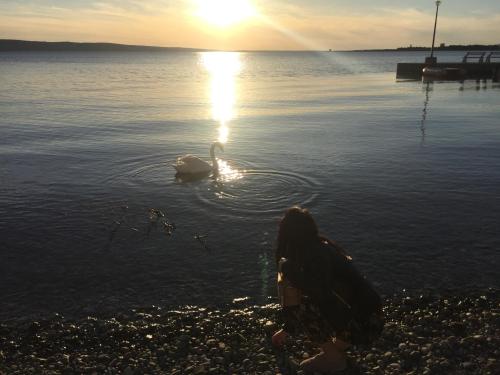 a swan swimming in the water at sunset at Apartment Ante and Dijana in Starigrad-Paklenica