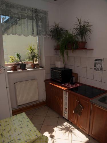 a kitchen with potted plants on the counters and a sink at Pokoje Gościnne "Amelia" in Raszyn