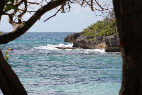 a view of the ocean from behind a tree at Villa Marine in Sainte-Anne