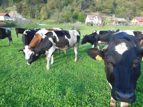 a group of cows grazing in a field of grass at Šport center Prodnik in Ljubno