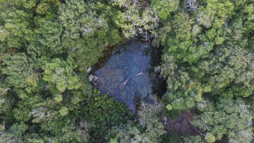 an overhead view of a lake in a forest at Caleta Tankah in Tulum