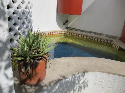 Amaranto Bed and Breakfast في كوزوميل: تجمع صغير للمياه مع اثنين من النباتات الفخارية