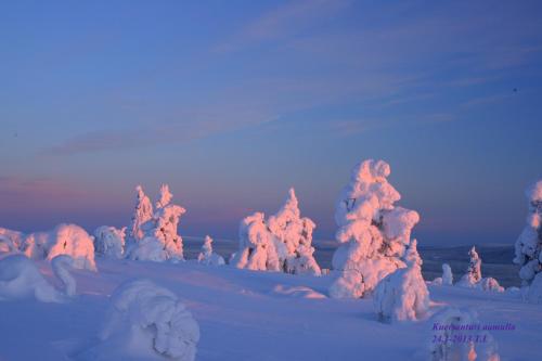 a group of trees covered in snow at Ylläksen Yöpuu in Äkäslompolo