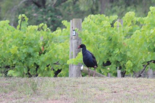 a black bird sitting on a post in a field at The Carriages Boutique Hotel and Vineyard in Pokolbin