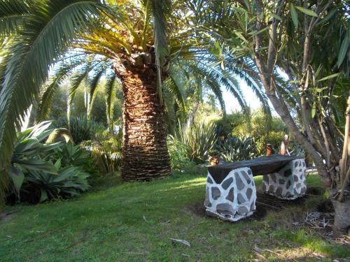 a park with a palm tree and a bench in the grass at Hotel La Palma Romántica in Barlovento