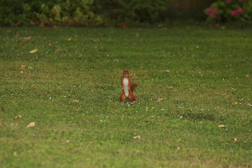 a small squirrel sitting in a field of grass at Les Rêves de Flamboin in Gouaix