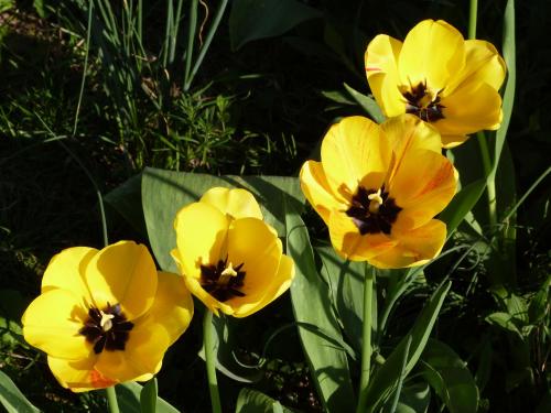 a group of yellow flowers in the grass at Les Rêves de Flamboin in Gouaix