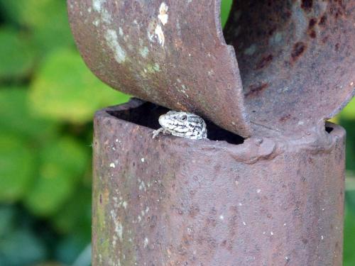 a small lizard is sitting in a pot at Les Rêves de Flamboin in Gouaix