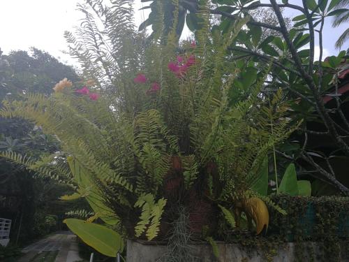 a large plant with pink flowers in a garden at Reuan Phaolai in Bophut 