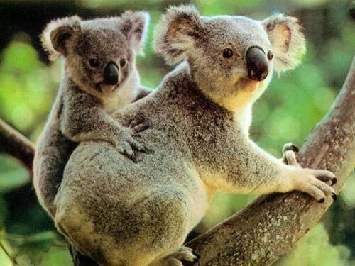 two koalas are sitting on a tree branch at Springwood Meditation Centre 春木禪修渡假中心 in Springwood