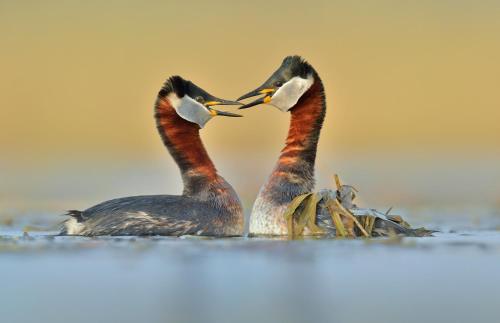 two birds standing in the water with their headstogether at Villa Plena in Ośno Lubuskie