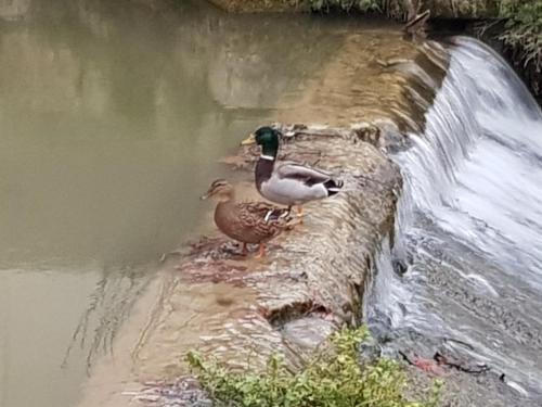 Zvířata v aparthotelu nebo okolí