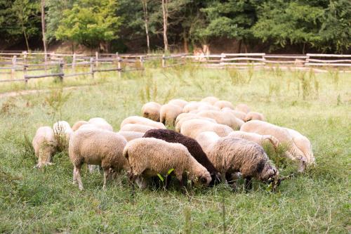 a herd of sheep grazing in a field at Penzión Uhliská a Depandance Gazdovský dom in Nemšová