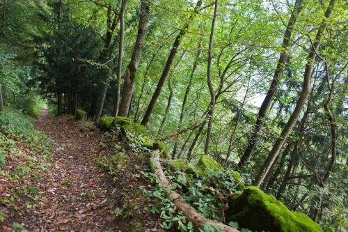 a path in a wooded area with moss covered trees at Hotel Arvenbüel in Amden