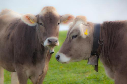 two cows standing next to each other in a field at Hotel Arvenbüel in Amden