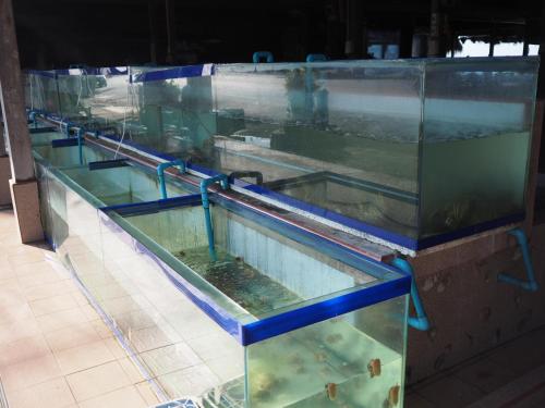 a row of aquariums with fish in them at Grand Blue Condominium by Mary in Mae Pim