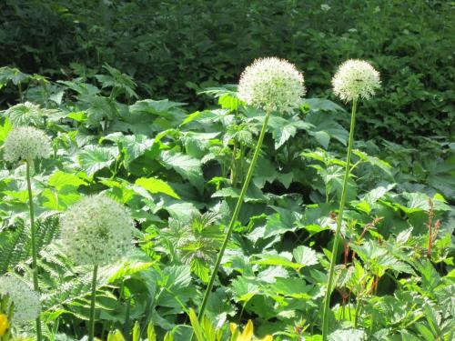 a garden with lots of green plants and flowers at Hotel Möllner Hof in Welt