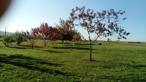 a tree in a field with cows in the background at Gite de Marcureau in Louchy-Montfand