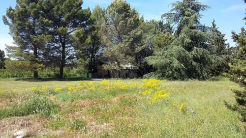 a field of grass with flowers and trees at Masmazan in Mazan