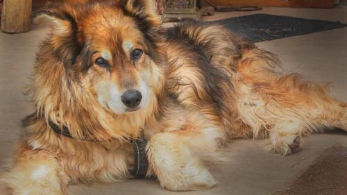 a brown dog laying on the floor with a collar at Elktrace Bed and Breakfast in Pagosa Springs