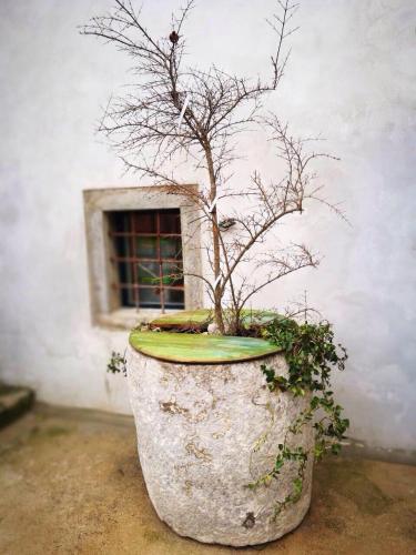 a large pot with a plant in it with a window at cres art studio kuning apartment in Cres