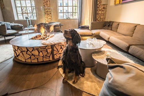 a dog standing in the middle of a living room at Hotel & Restaurant Heyligenstaedt in Gießen