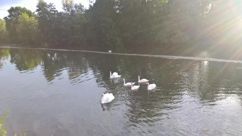 a group of white swans swimming in a lake at LES RIVES DE L'ISLE in Saint-Astier