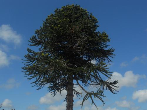 a pine tree with a blue sky in the background at Chambres de Scavet in Tréguier