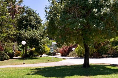 a tree in the middle of a park at Nes Ammim Hotel in Nes Ammim